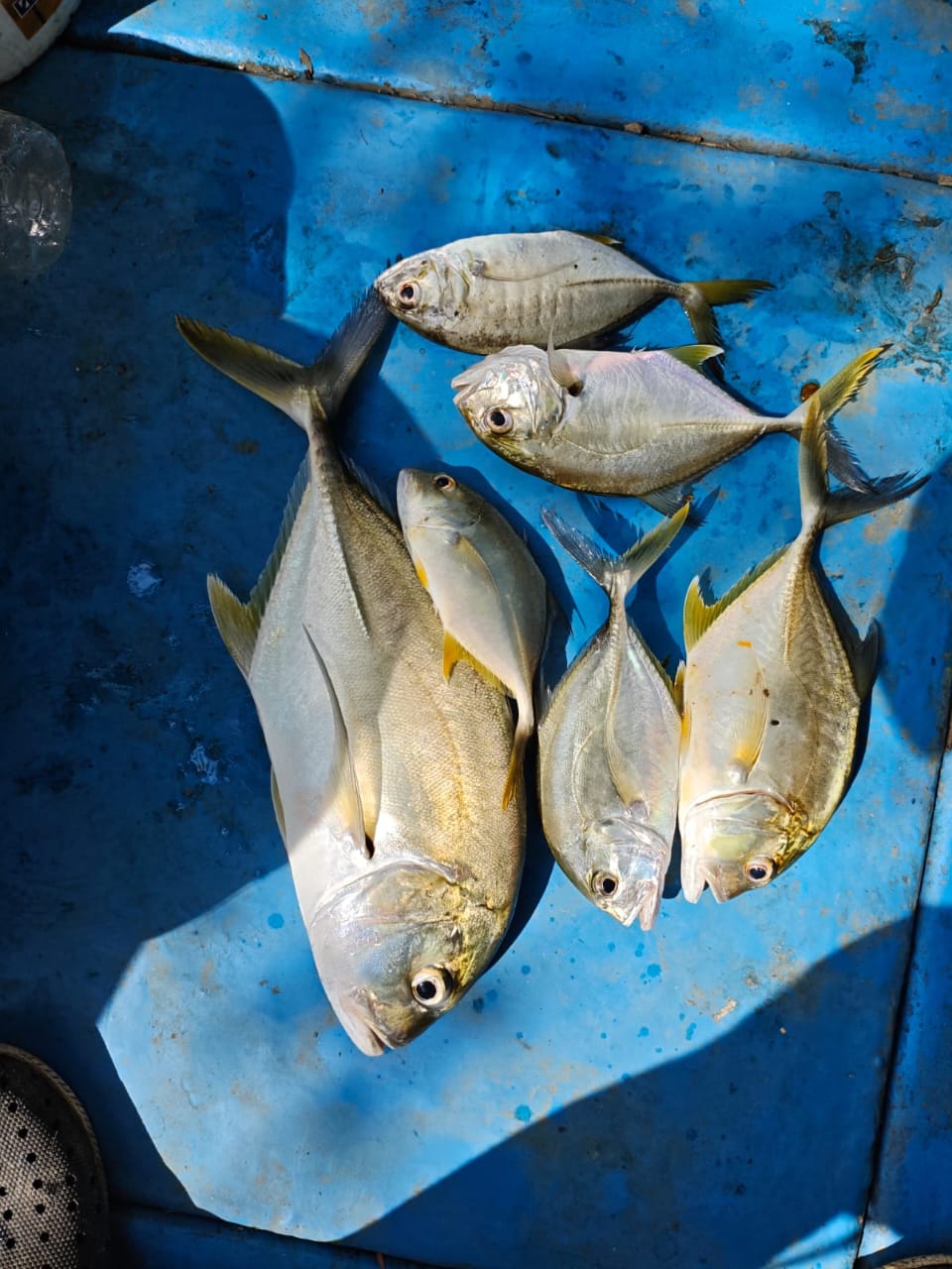 North Goa : Mangrove Fishing Trip