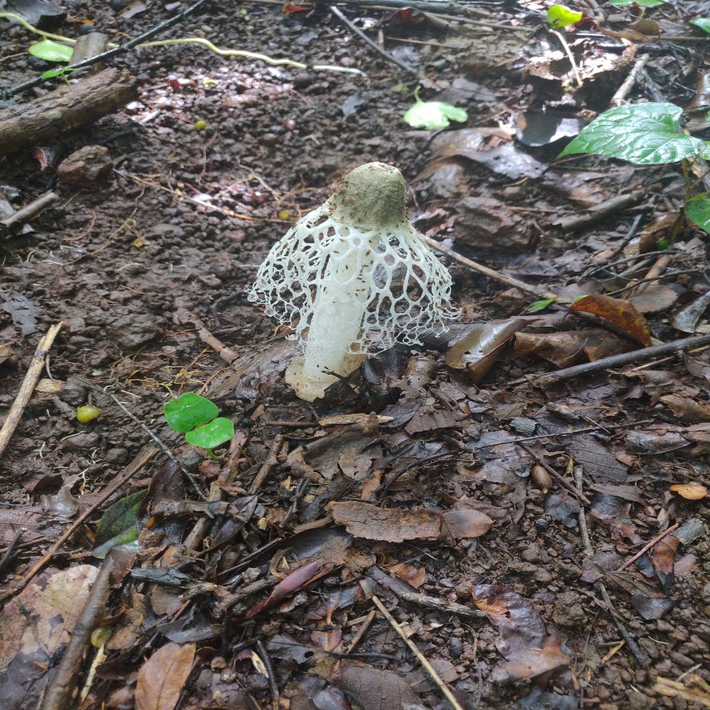 Wilderness Plateau & Cave Hike in North Goa Photo 3