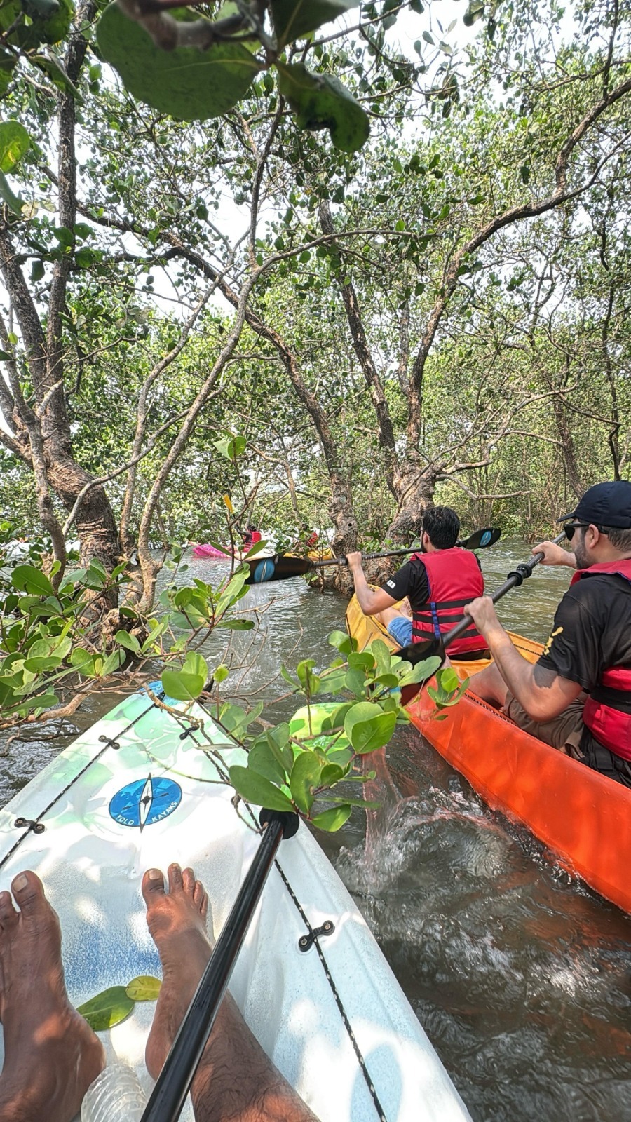 North Goa : Mangrove Cruise And Kayaking
