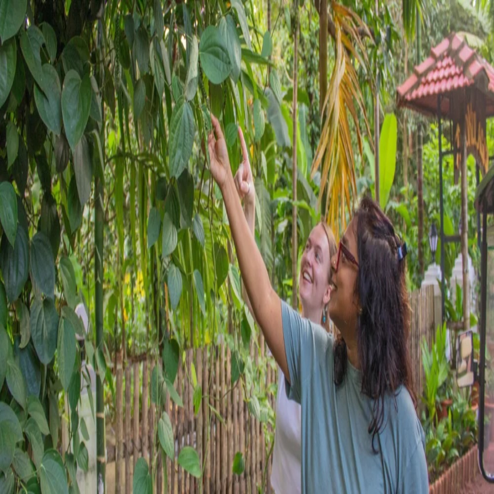 Chorao Island : Nature Exploration