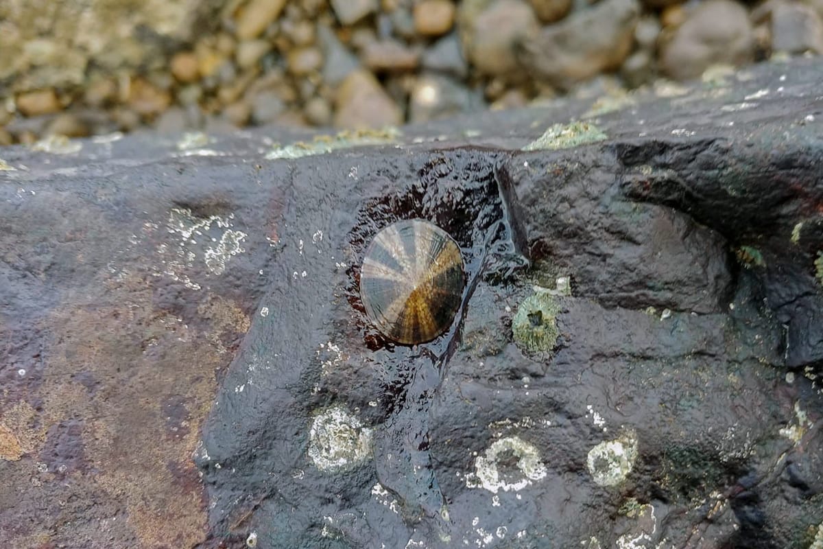 Goa : Marine Life Shore Walk