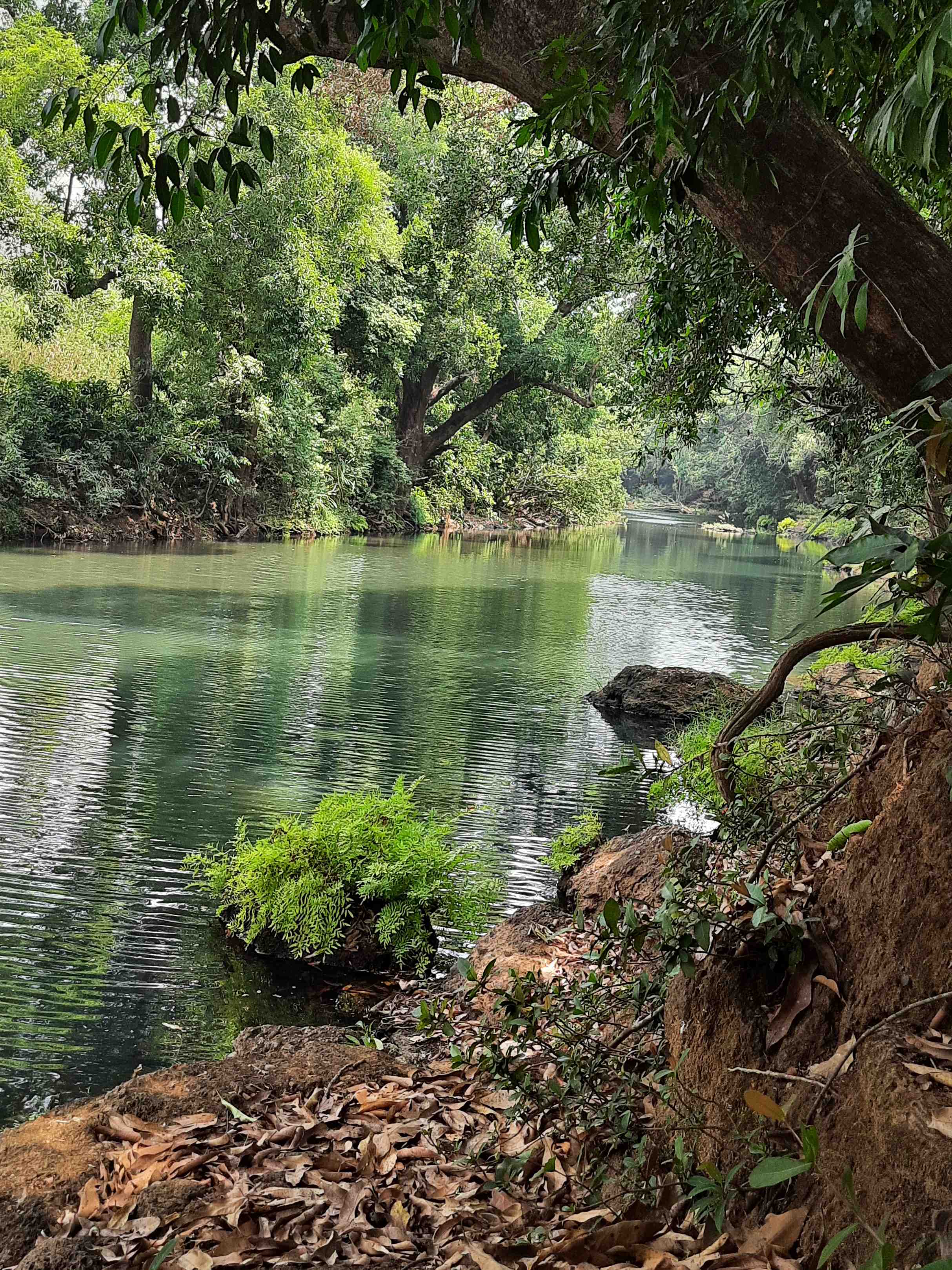 Goa Outdoor Escape : Camping, BBQ Dinner & Western Ghats Night Trek