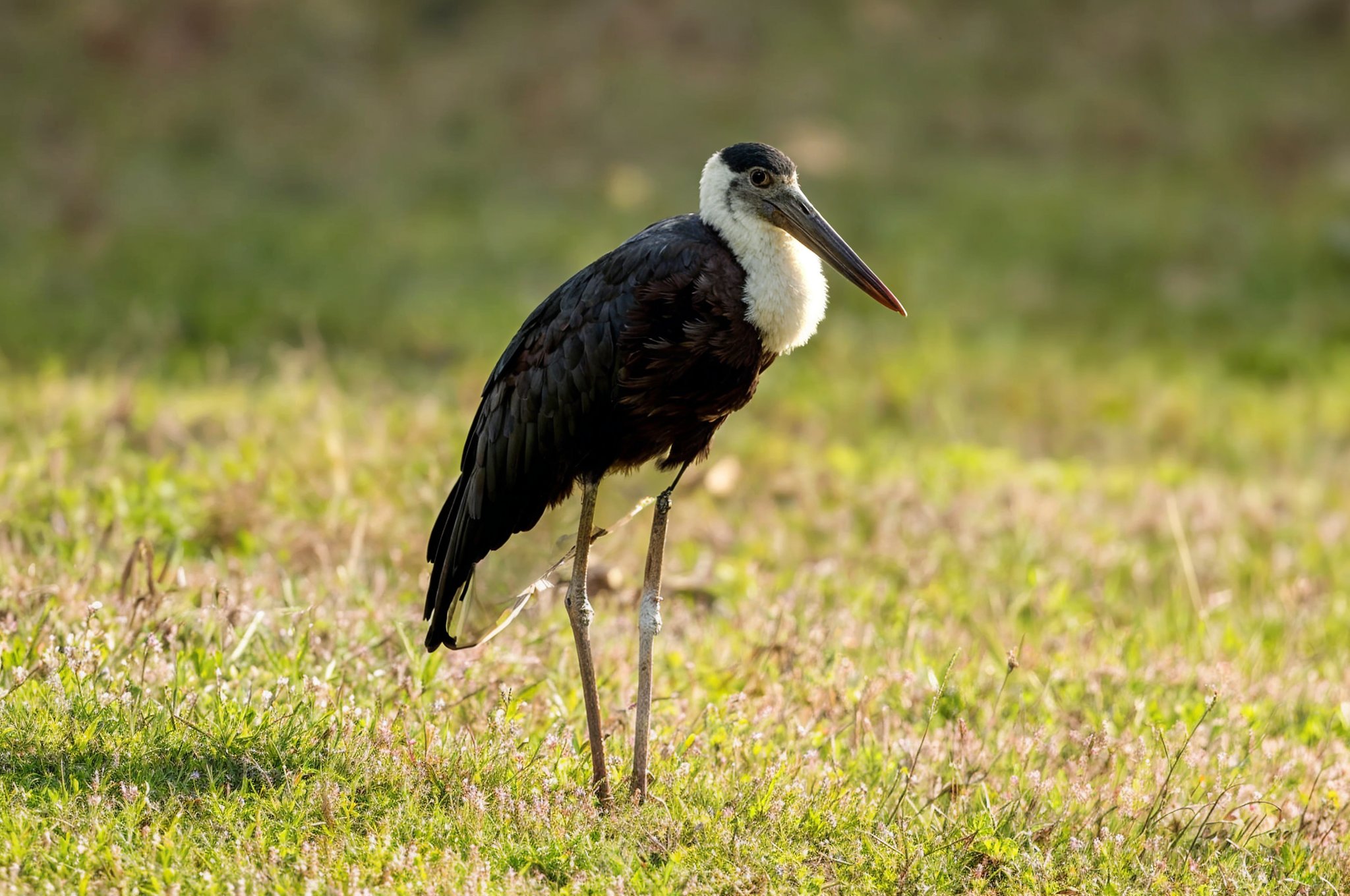 North Goa : Salim Ali Bird Sanctuary Boat Trip