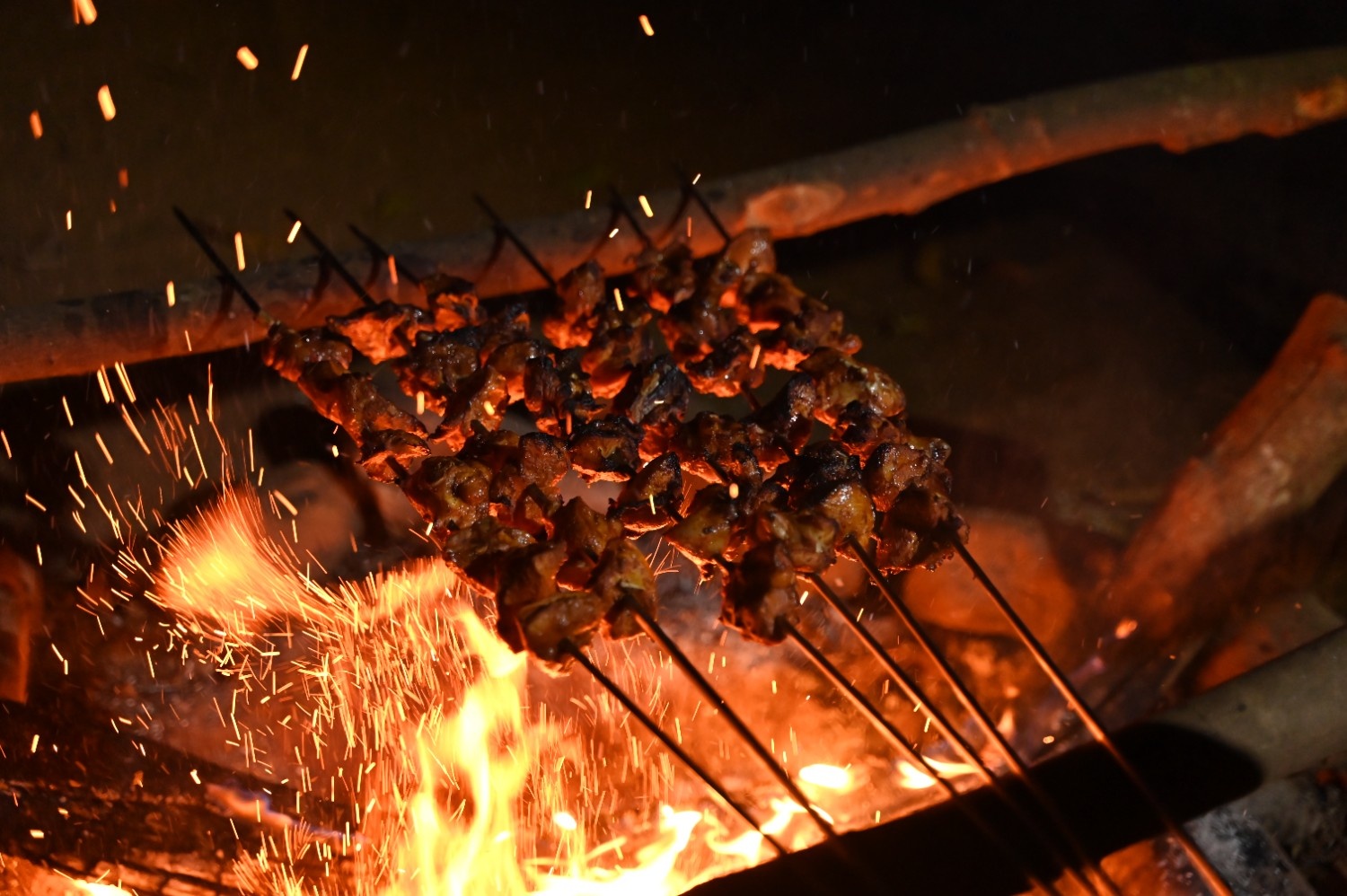 North Goa : Wildlife After Dark - Goa Overnight Herping Trail and Forest Camping