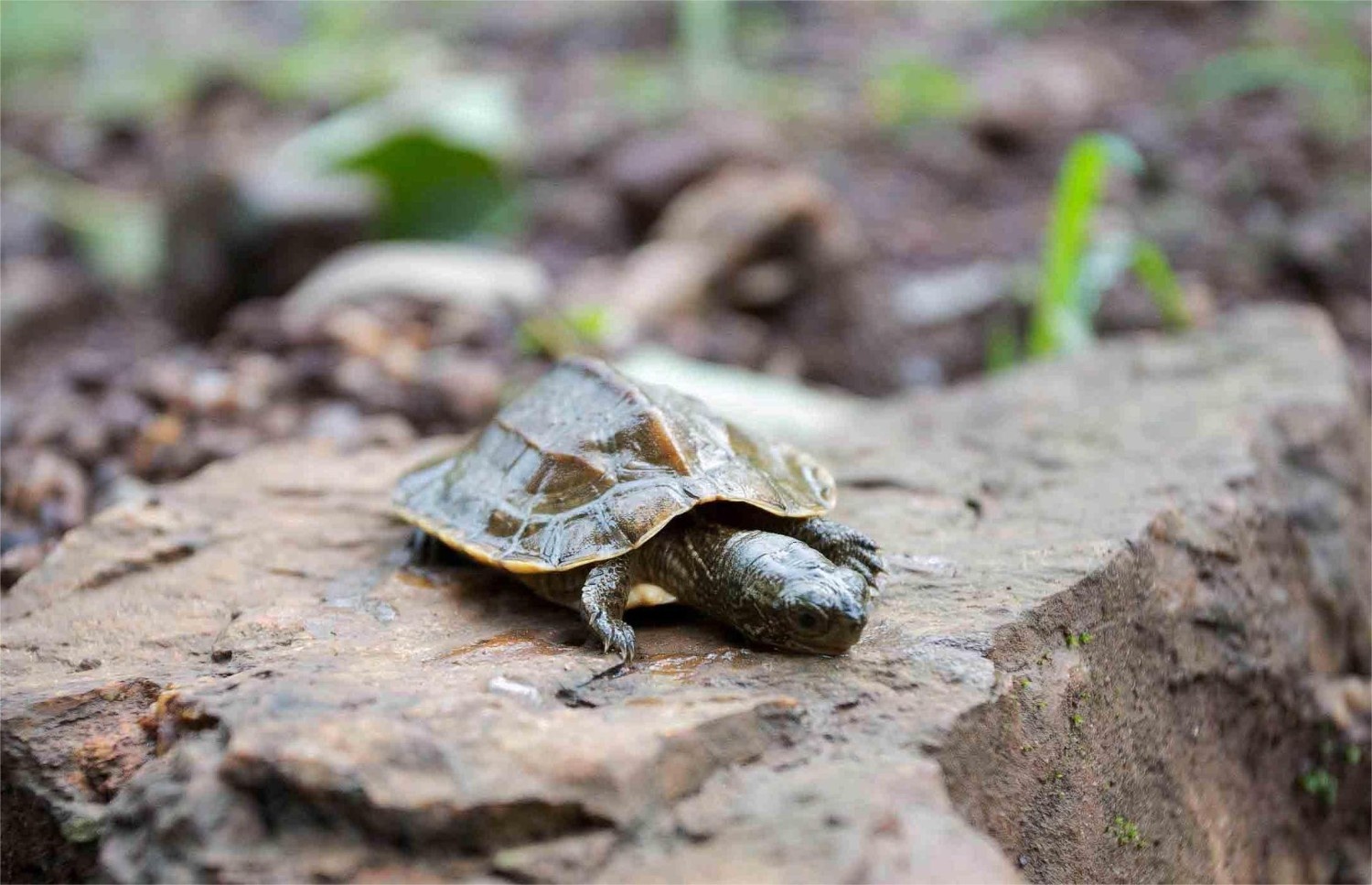 North Goa : Wildlife After Dark - Night Herping Trail and Local Dinner