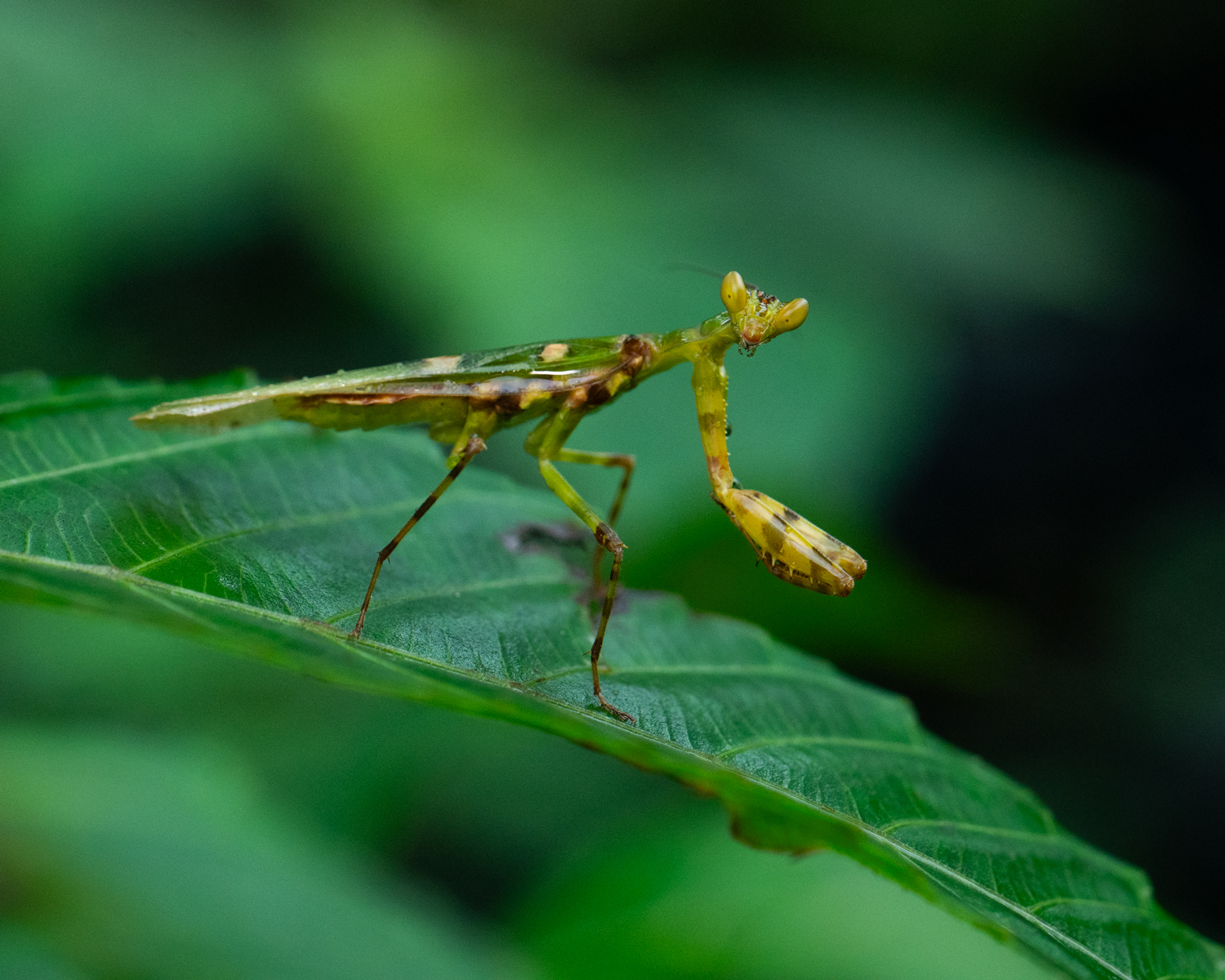 South Goa : Forest Nature Trail