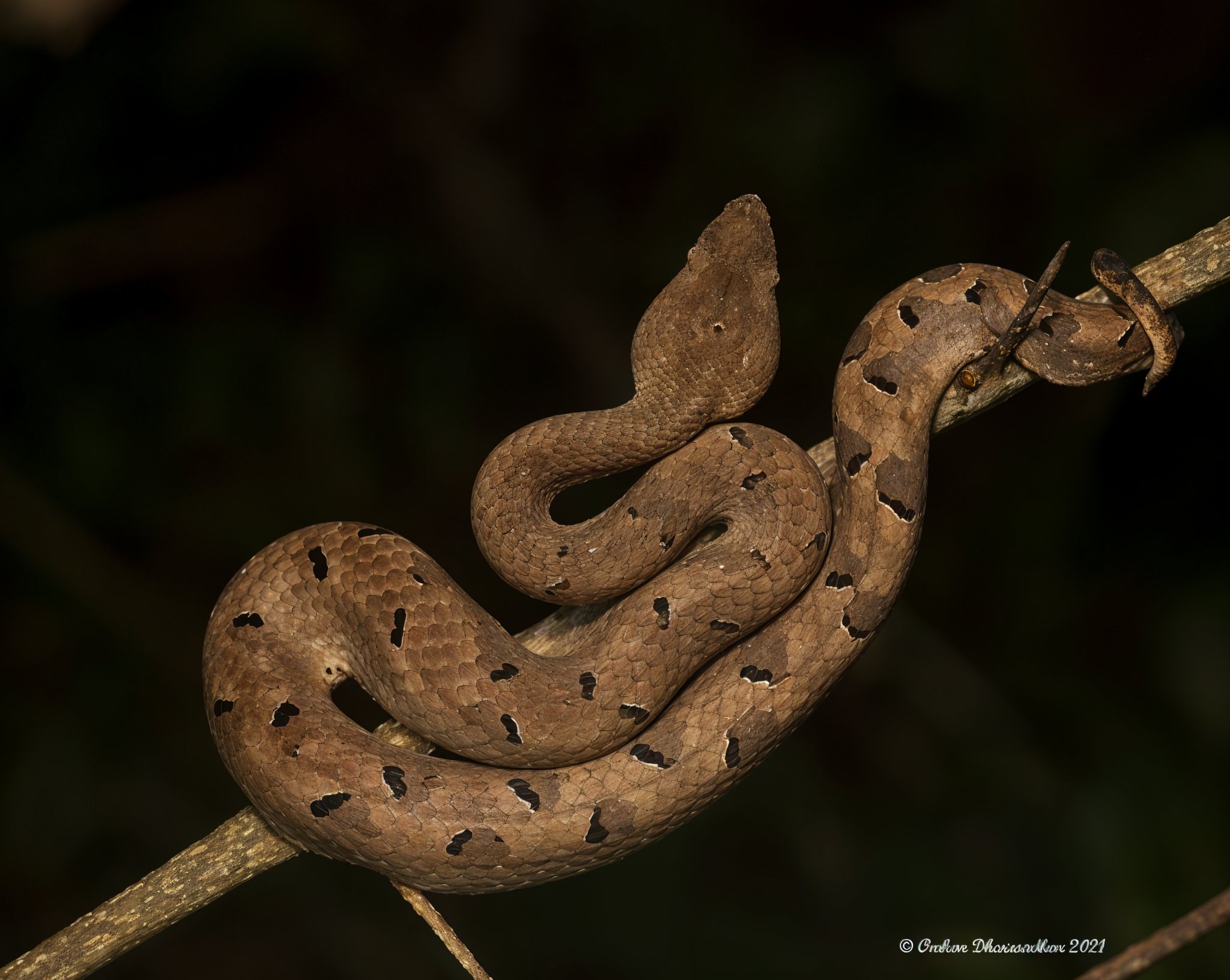 South Goa : Group Forest Night Trails