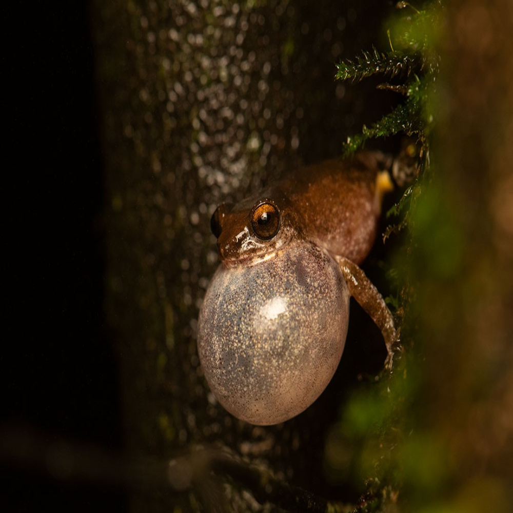 South Goa : Forest Night Trails Adventure