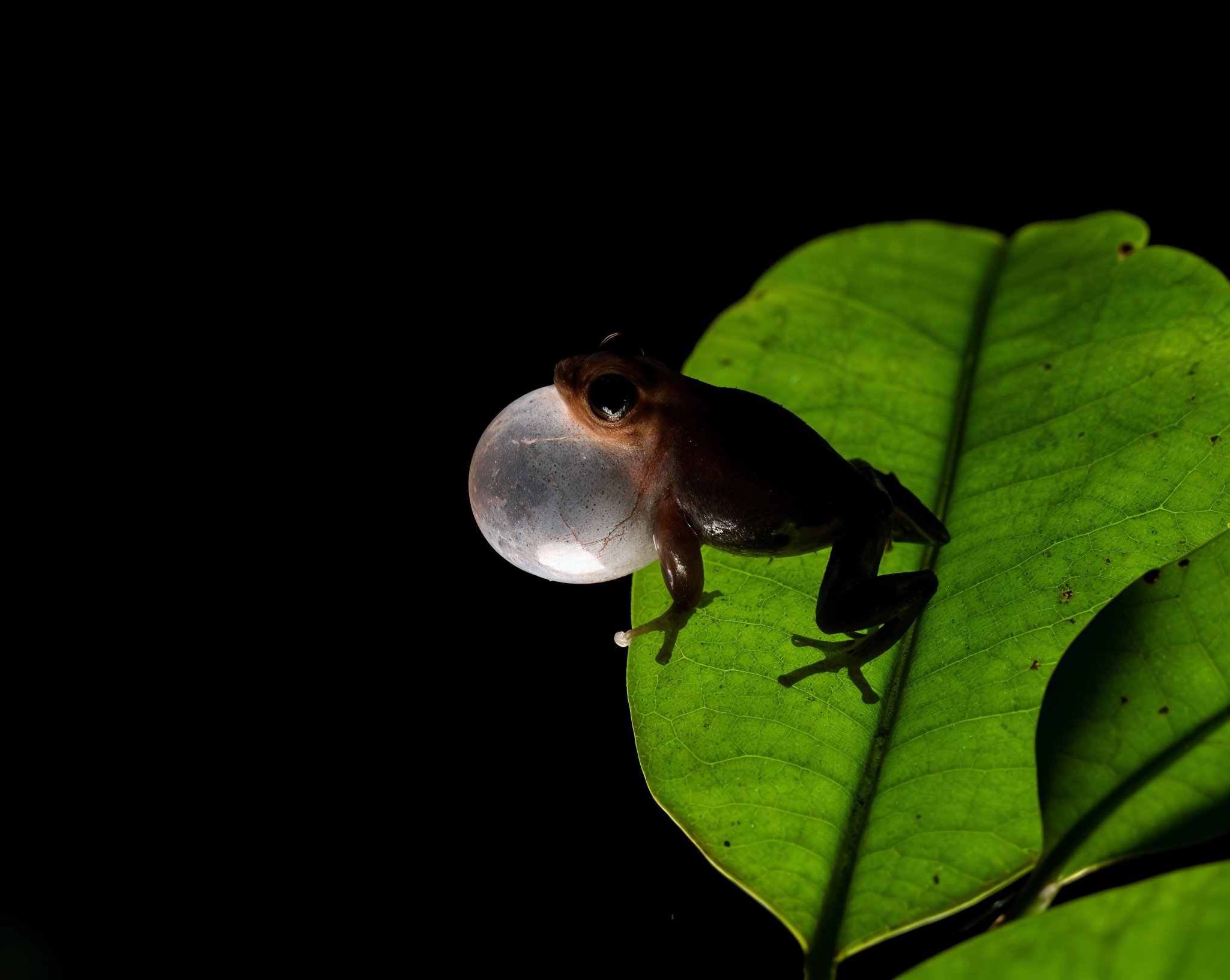 South Goa : Forest Night Trails Adventure