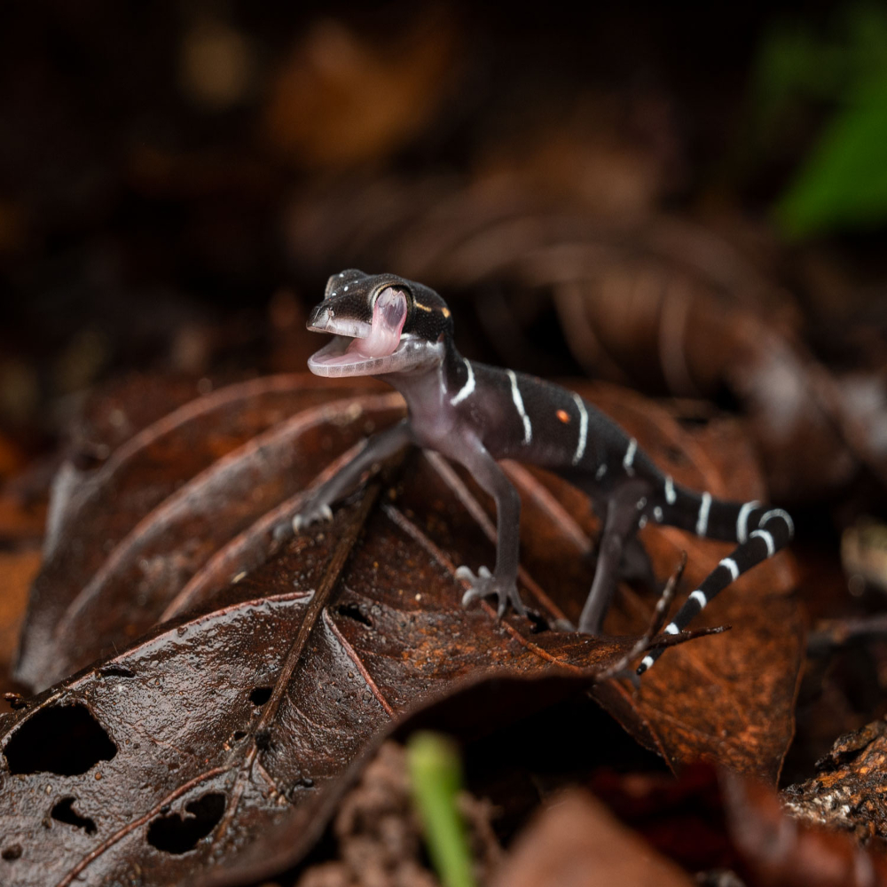 South Goa : Forest Night Trails Adventure