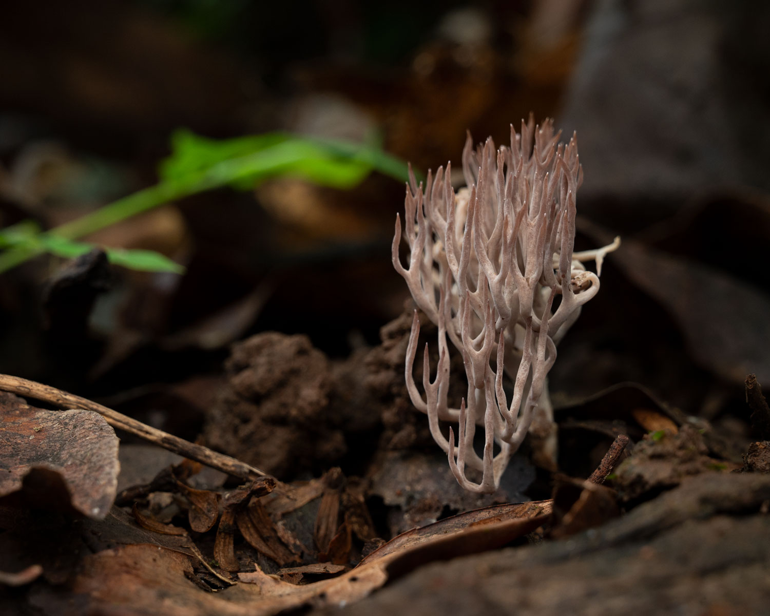 South Goa: Jungle Nature Trail Experience