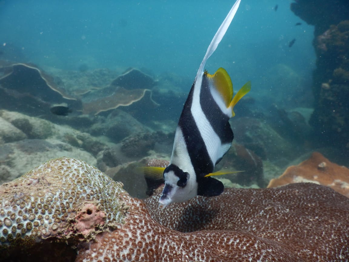 North Goa : Ocean Explorer Scuba Dive - 20 Minutes