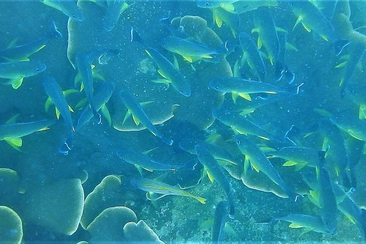 North Goa : Ocean Explorer Scuba Dive - 40 Minutes