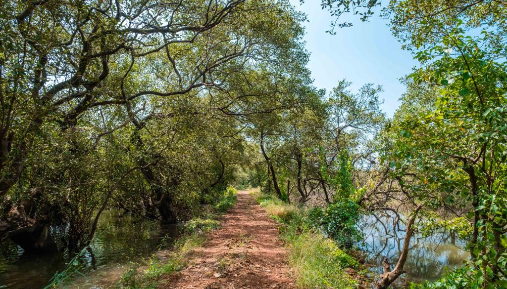 🏝️ 4. Divar Island – A Hidden Cultural Gem