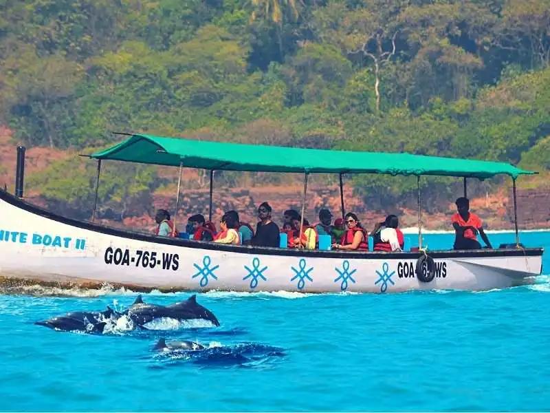 Go Dolphin Watching