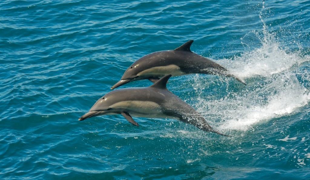 Go Dolphin Watching