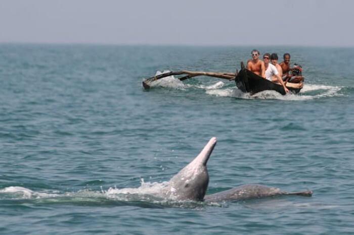 Go Dolphin Watching