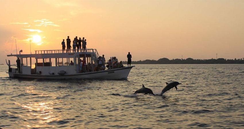 Go Dolphin Watching