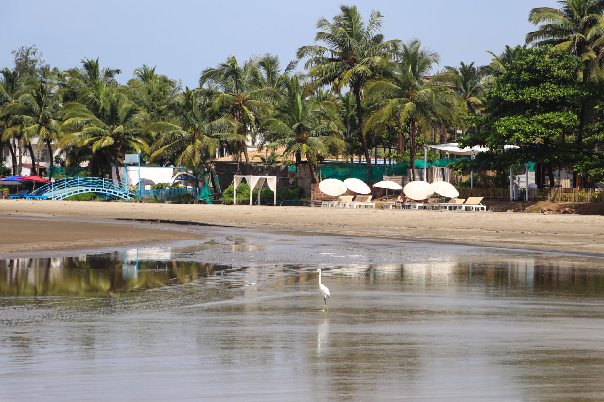 Morning Beach Walks in Morjim