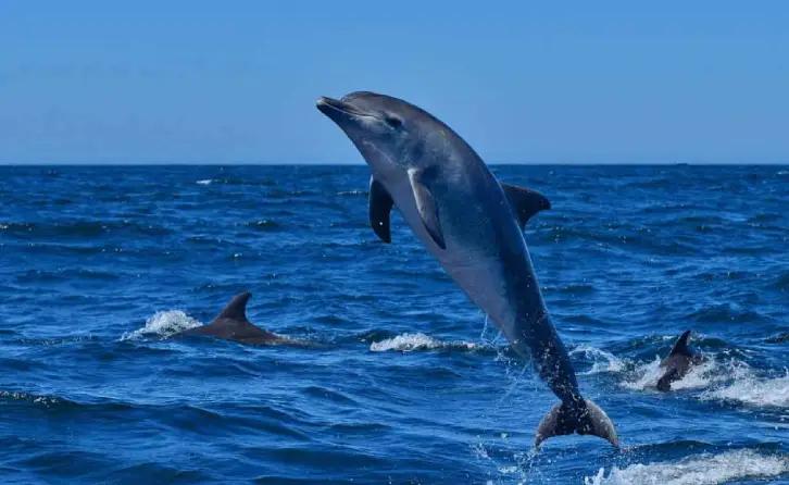 Go Dolphin Watching