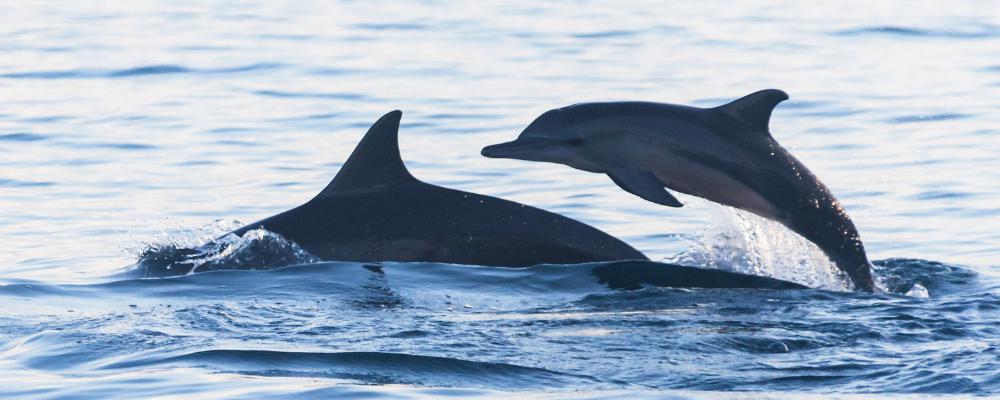 Go Dolphin Watching