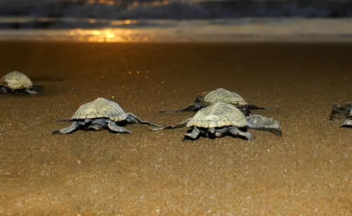 Explore Galgibaga Beach
