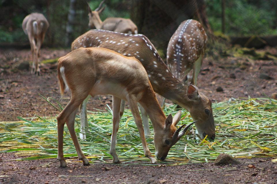 6. Visit Wildlife Sanctuaries & Nature Parks