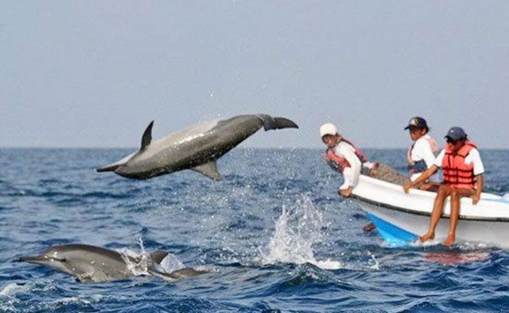 3. Dolphin Watching Tours (Magical Experience for Kids)