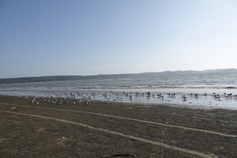 Goa Beaches Coastline