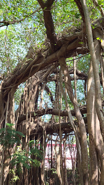 Banyan Tree