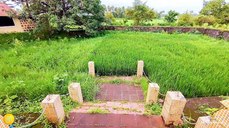 Holy Paddy Field Of Raia