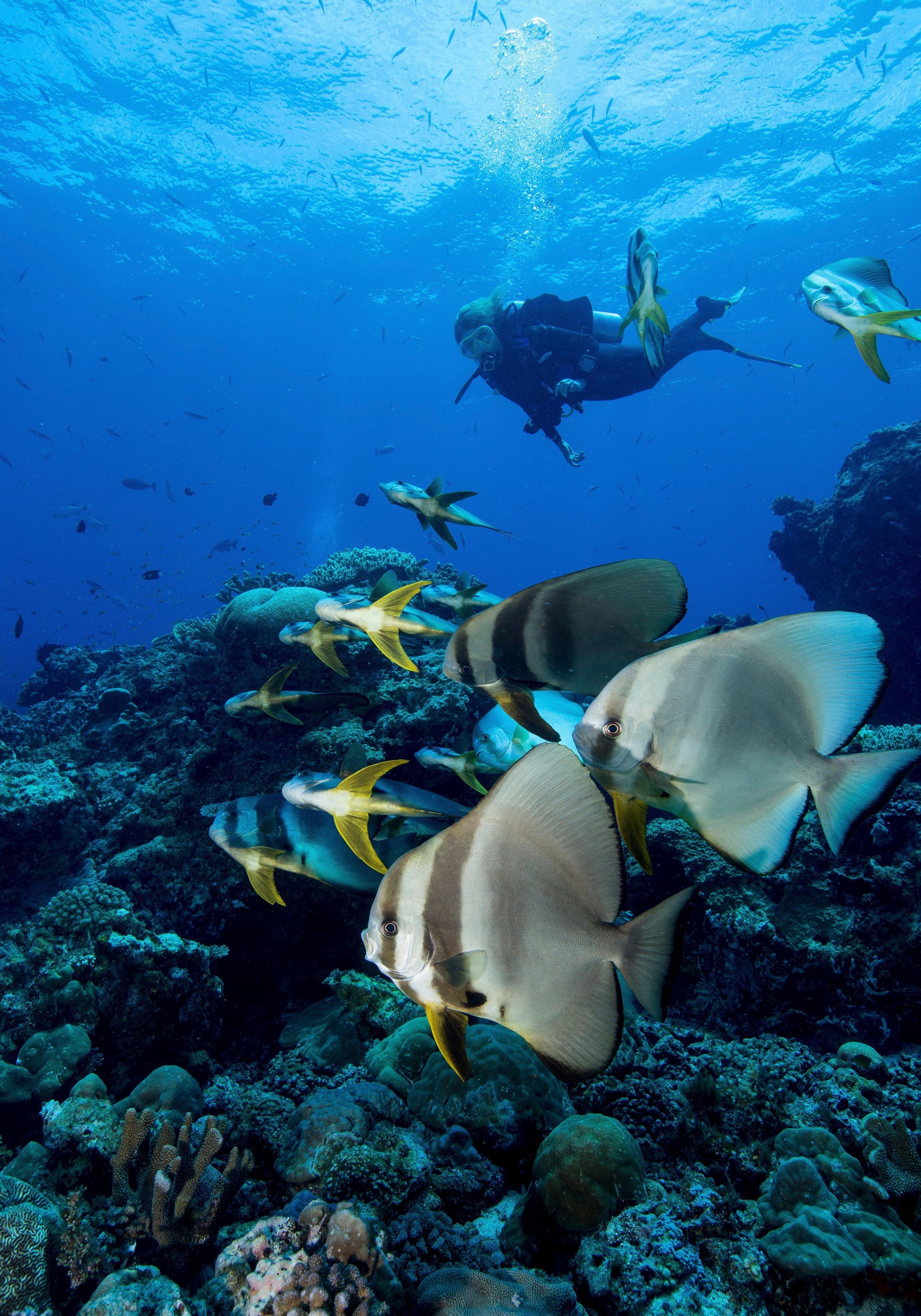 Divers exploring underwater world in Goa
